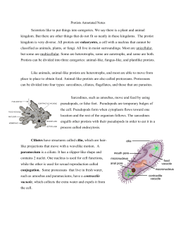 Protists Annotated Notes Scientists like to put things