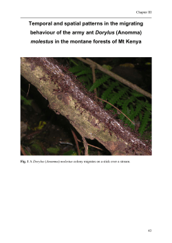 Temporal and spatial patterns in the migrating behaviour of the army