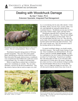 Dealing with Woodchuck Damage
