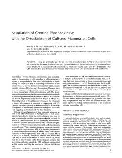 Association of Creatine Phosphokinase with the Cytoskeleton of