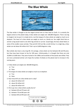 The Blue Whale