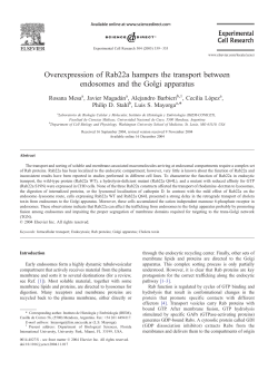 Overexpression of Rab22a hampers the transport