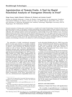 Agroinjection of Tomato Fruits. A Tool for Rapid