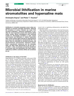 Microbial lithification in marine stromatolites