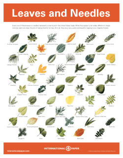 Leaves and Needles - International Paper