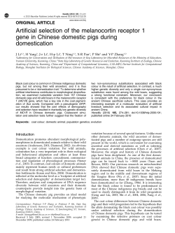 Artificial selection of the melanocortin receptor 1 gene in