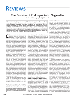 The Division of Endosymbiotic Organelles