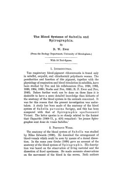 The Blood Systems of Safoella and Spirographis.