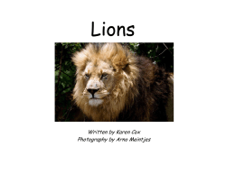 lions - PreKinders