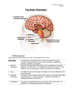 The Brain: Brainstem