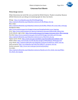 Cetacean Fact Sheets - University of Florida
