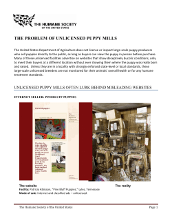 the problem of unlicensed puppy mills