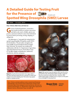 (SWD) Larvae - OSU Extension Catalog
