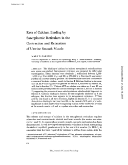 Role of Calcium Binding by Sarcoplasmic Reticulum in the