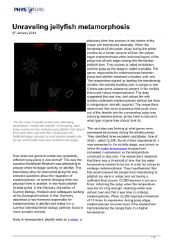 Unraveling jellyfish metamorphosis