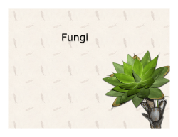 Division: Zygomycota
