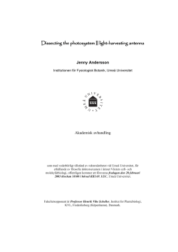 Dissecting the photosystem II light-harvesting antenna