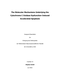 The Molecular Mechanisms Underlying the Cytochrome C Oxidase