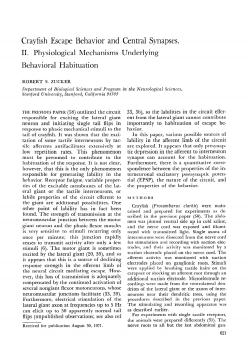 Crayfish Escape Behavior and Central Synapses. II