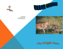 Coyote Information - City of Apple Valley
