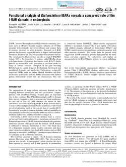 Functional analysis of Dictyostelium IBARa reveals a conserved role