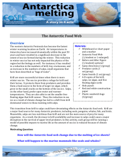 The Antarctic Food Web
