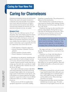 Caring for Chameleons