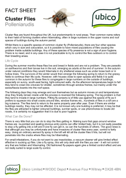 FACT SHEET Cluster Flies Polleniarudis