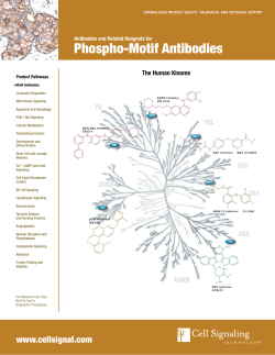Phospho-Motif Antibodies