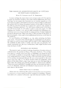 the origin of adventitious roots in cuttings of portulaca