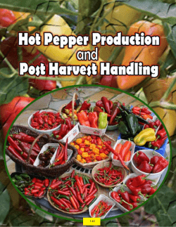 Hot Pepper Production and Post Harvest Handling