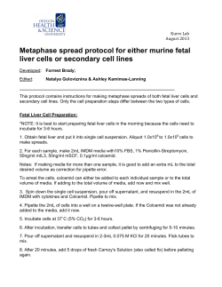 Metaphase spread protocol for either murine fetal liver