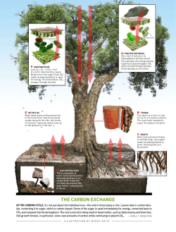 THE CARBON EXCHANGE