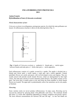 Hybridisation of giant taro (Alocasia macrorrhizos)