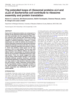 The extended loops of ribosomal proteins uL4 and uL22 of