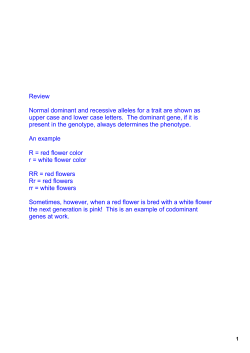 Punnett Squares Codominant smartboard