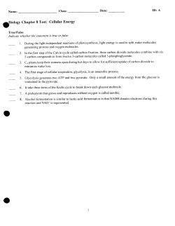Biology Chapter 8 Test: Cellular Energy