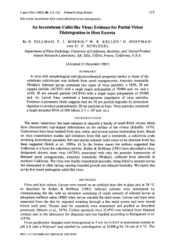 An Invertebrate Calici-like Virus