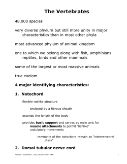 The Vertebrates - Austin Community College