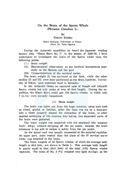 On. the Brain of the Sperm Whale (Physeter Catodon L.) BY