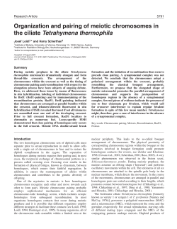 Organization and pairing of meiotic chromosomes in the ciliate