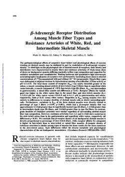 /J-Adrenergic Receptor Distribution Among Muscle Fiber Types and