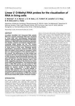 Linear 2` O-Methyl RNA probes for the visualization