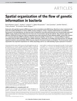 Spatial organization of the flow of genetic information in bacteria