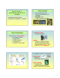 insect evolution insect diversification