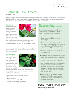 Common Rose Diseases - Extension Store