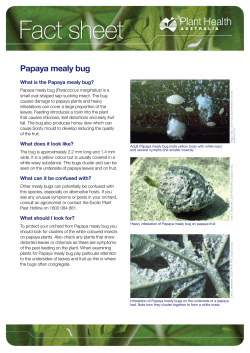 Papaya mealy bug FS - Plant Health Australia
