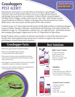 Grasshoppers PEST ALERT!