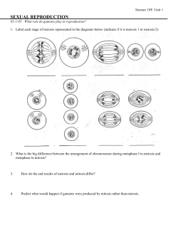 Meiosis Assignment