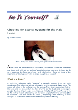 Checking for Beans: Hygiene for the Male Horse